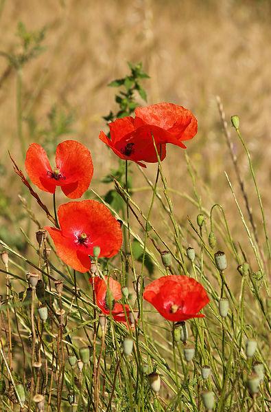 395px-Papaver_rhoeas_LC0050